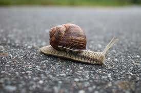 snail farming in nigeria
